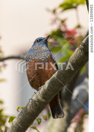 Male of Iris hidri Male of Iris hidri 13809985
