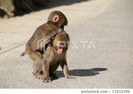 一隻猴子 一隻猴子 13810306