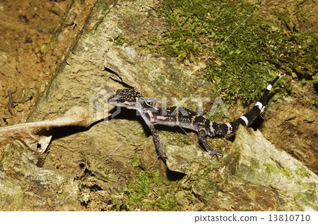 Cloisonwood lizard - 4077 Cloisonwood lizard - 4077 13810710