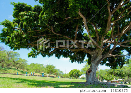 Monkey pod tree Monkey pod tree 13810875