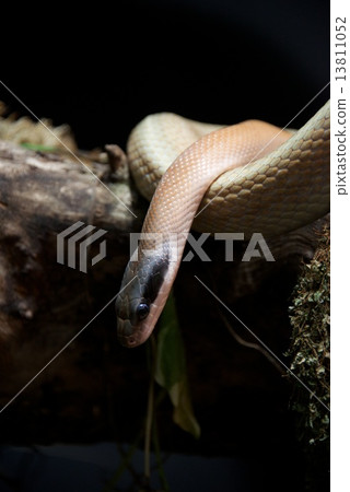 Cave racer on log with head down Cave racer on log with head down 13811052
