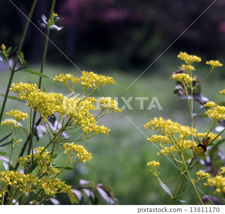 Ominaeji Ominaeji 13811170