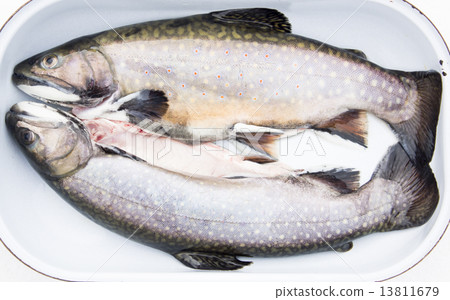 Uncooked Trouts in Roasting Pan 13811679
