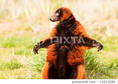 Funny Lemur Varecia Rubra 13811680