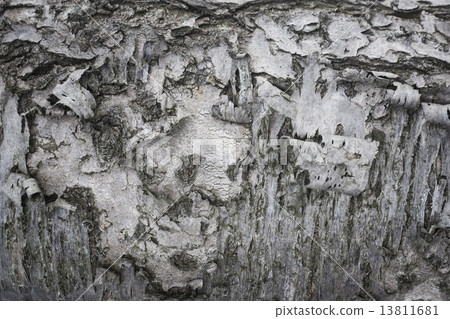 Bark Tree Abstract Detail Photo Bark Tree Abstract Detail Photo 13811681