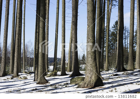Winter Forest with Snow and Blue Sky Photo 13811682