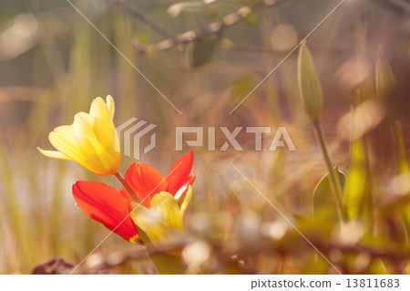 Spring Flowers - Red and Yellow Tulips 13811683