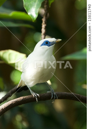 Close-up of Bali myna bird in trees 13811740