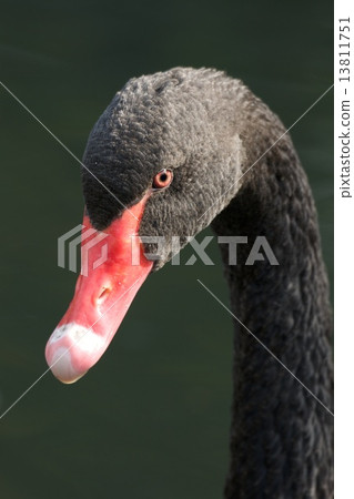Close-up of black swan turning towards camera Close-up of black swan turning towards camera 13811751