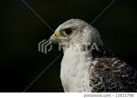 Close-up of gyrfalcon with food on beak 13811798