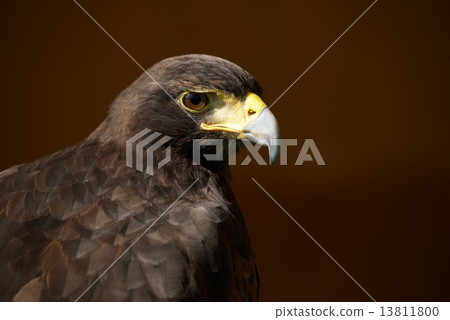 Close-up of Harris hawk against brown background 13811800