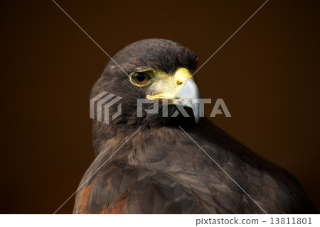 Close-up of Harris hawk looking over shoulder 13811801