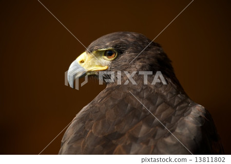 Close-up of Harris hawk with head turned 13811802