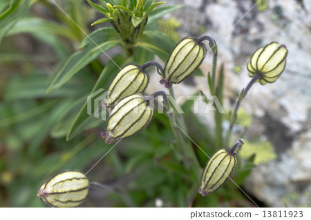 Endangered species Takanemanema Endangered species Takanemanema 13811923