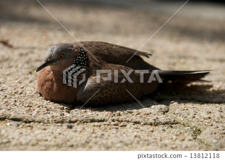 Close-up of mottled pigeon on sandy ground Close-up of mottled pigeon on sandy ground 13812118