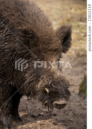 Close-up of muddy head of wild boar 13812119