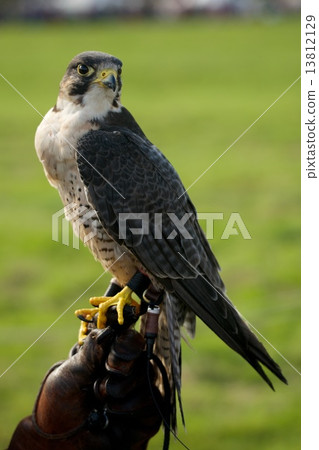Close-up of peregrine falcon on leather glove 13812129