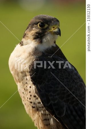 Close-up of peregrine falcon with grassy background 13812130
