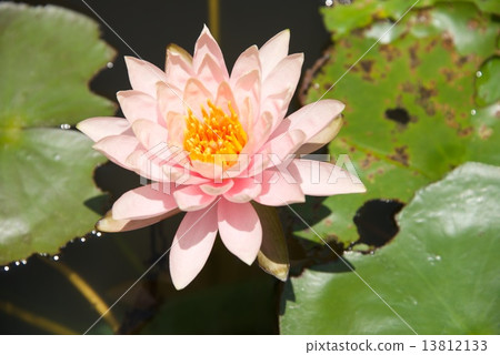 Close-up of pink water lily among leaves 13812133