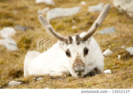 Close-up of prone reindeer staring at camera Close-up of prone reindeer staring at camera 13812137
