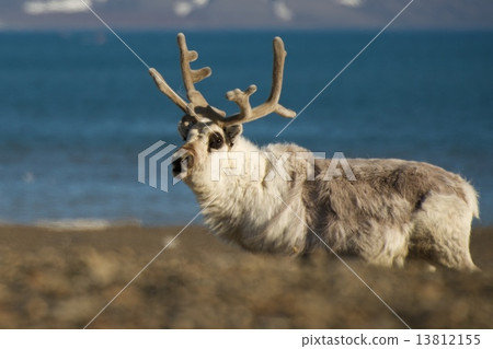 Close-up of reindeer on a shingle beach Close-up of reindeer on a shingle beach 13812155