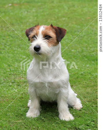 Jack Russel Terrier puppy 13812484
