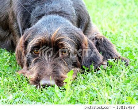 Typical Bohemian Poiting Griffon 13812487