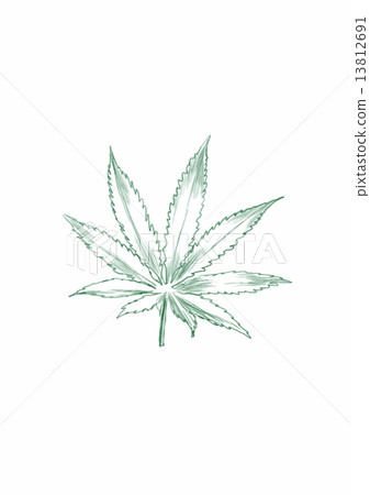 marijuana leaf 13812691