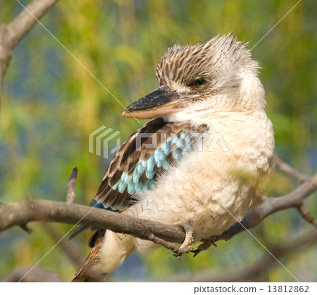 Blue-winged kookaburra - Dacelo leachii 13812862