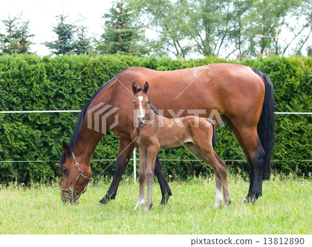 Newborn foal with mare 13812890