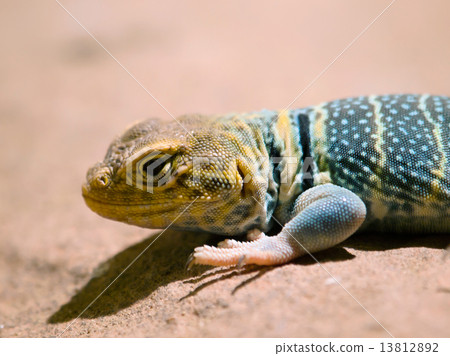 Baja California Rock Lizard 13812892