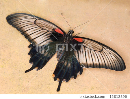 Swallowtail butterfly - Papilio anchisiades 13812896