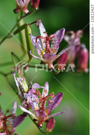 台灣Hototogisu 13813427