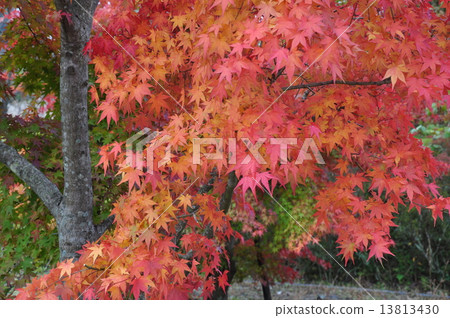 Iroha autumn leaves Iroha autumn leaves 13813430