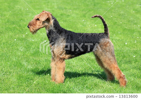 Airedale Terrier on the green grass Airedale Terrier on the green grass 13813600