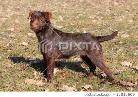 Patterdale Terrier /Wire/ in the park Patterdale Terrier /Wire/ in the park 13813609