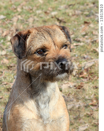 The typical Border Terrier The typical Border Terrier 13813610