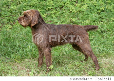 Pudelpointer in the forest Pudelpointer in the forest 13813611