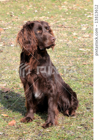 The portrait of German Spaniel The portrait of German Spaniel 13813612