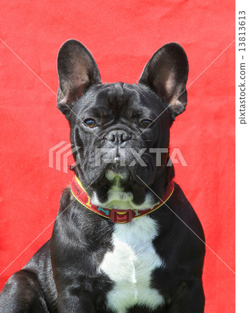 The portrait of French Bulldog The portrait of French Bulldog 13813613