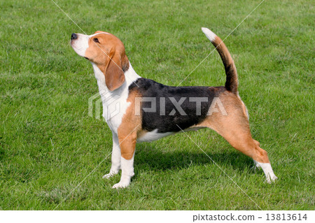 The typical Beagle on the green grass The typical Beagle on the green grass 13813614