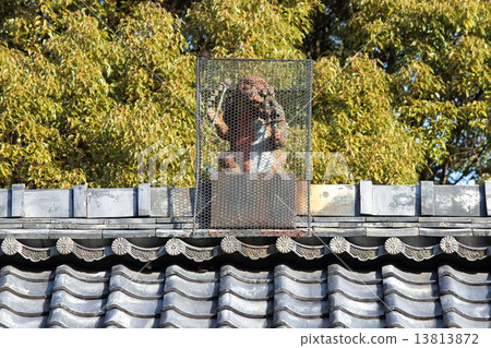 Kyoto Akayama Zen The demon monkey 13813872