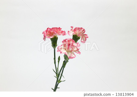 康乃馨 康乃馨 13813904