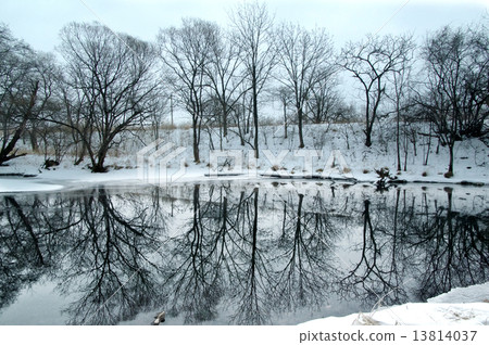 Copse of bare deciduous trees in winter reflected Copse of bare deciduous trees in winter reflected 13814037