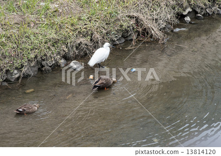 Looking for feeds Kosagi and cargamo Looking for feeds Kosagi and cargamo 13814120