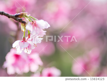 琉球冷的scher 13814123