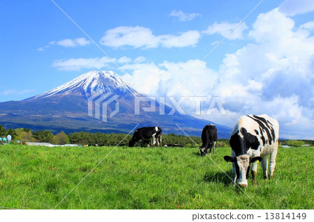 富士山和牧場的奶牛 富士山和牧場的奶牛 13814149
