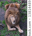 Lion looking at camera 13814489