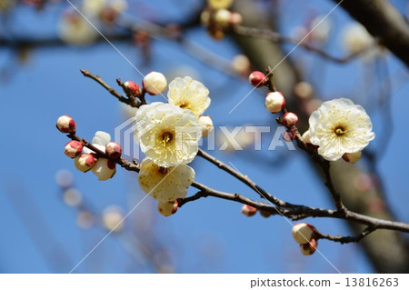 白色Nanba梅花 13816263