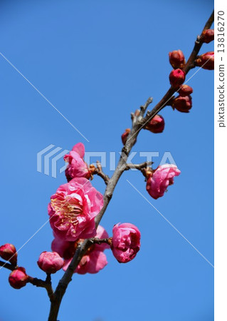 Yae冷紅梅花 13816270